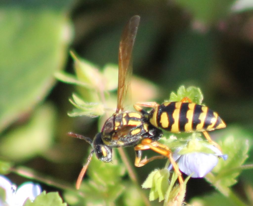 Polistes: creatrice di una nuova colonia? S, Polistes cfr. dominula, fondatrice